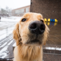 关闭 up of a therapy dog’s nose on the 网赌论坛有哪些 river campus. 